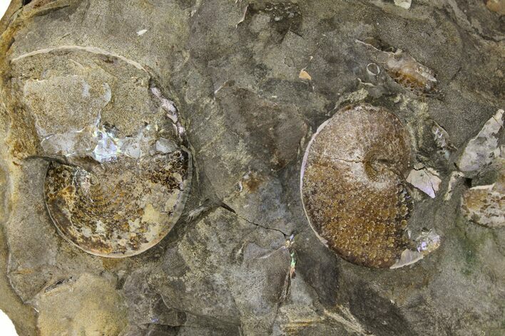 Fossil Ammonites (Sphenodiscus) in Rock - South Dakota #137284